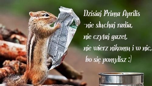 Świstak z myślami na Prima Aprilis